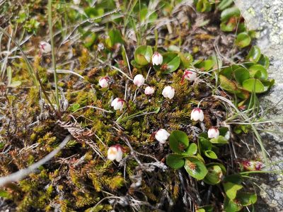 Harrimanella hypnoides, photographed by Jens-Christian Svenning