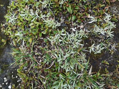 Gnaphalium supinum, photographed by Jens-Christian Svenning