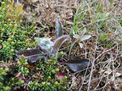 Hieracium alpinum, photographed by Jens-Christian Svenning