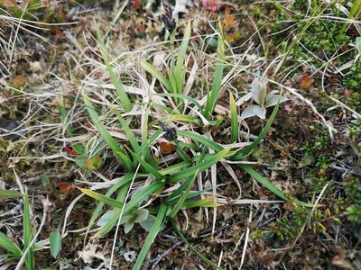 Carex bigelowii, photographed by Jens-Christian Svenning
