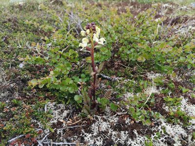 Pedicularis lapponica, photographed by Jens-Christian Svenning