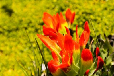 Castilleja tolucensis, photographed by Jose Enrique