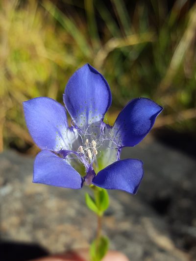 Gentiana setigera, photographed by Alex Abair