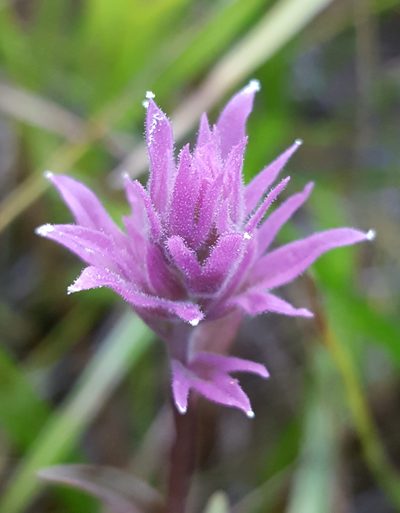 Castilleja elata, photographed by Alex Abair
