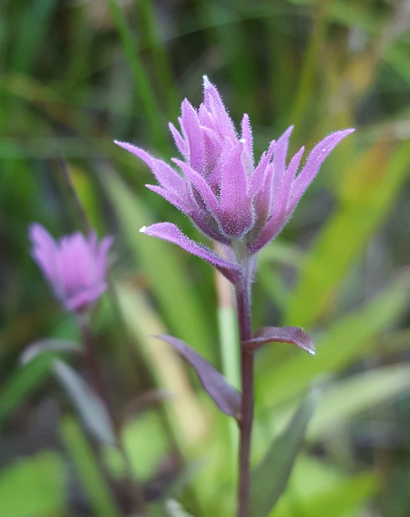 Castilleja elata, photographed by Alex Abair