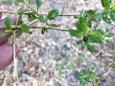 Baccharis bigelovii, photographed by CK2AZ