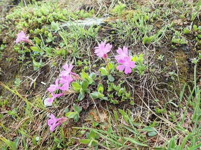 Primula integrifolia, photographed by Karel Schoonvaere