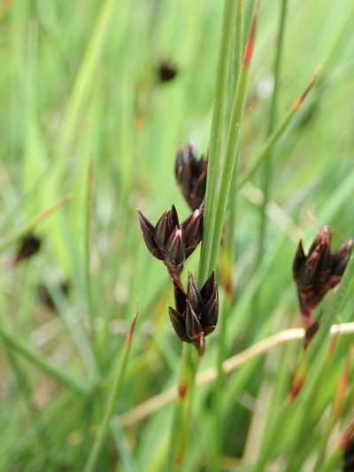 Juncus jacquinii, photographed by Karel Schoonvaere