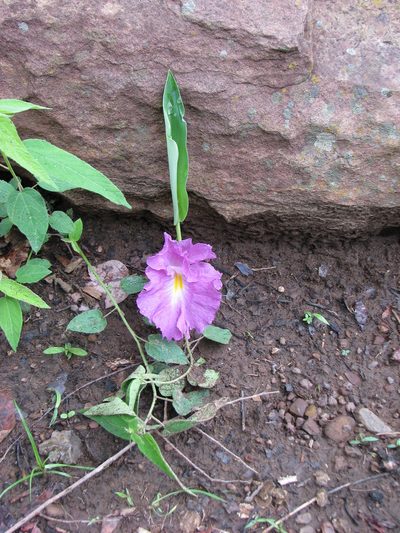 Siphonochilus aethiopicus, photographed by Sara L Giles