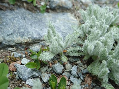 Aspilia foliacea, photographed by Karel Schoonvaere