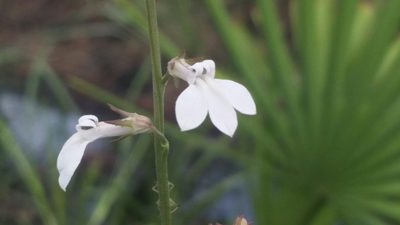 Lobelia paludosa, photographed by Jay Horn