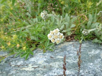 Aspilia foliacea, photographed by Karel Schoonvaere