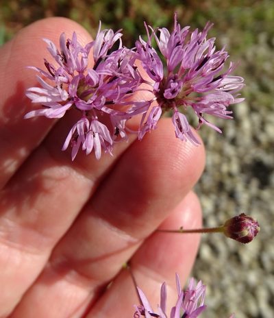 Palafoxia rosea, photographed by Martha Richeson