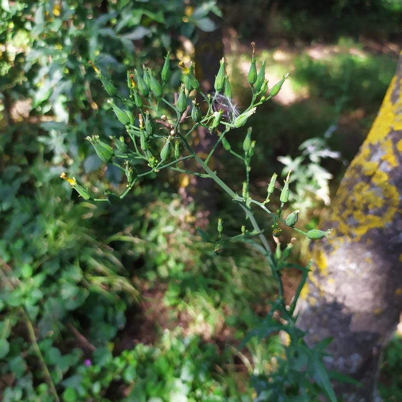 Lactuca quercina, photographed by carnifex