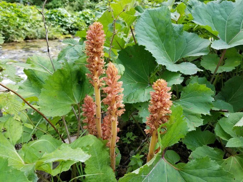Orobanche flava, photographed by Piotr Lukasik