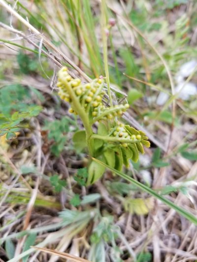 Botrychium tunux, photographed by Syd Cannings