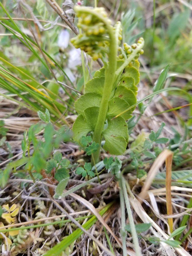 Botrychium tunux, photographed by Syd Cannings