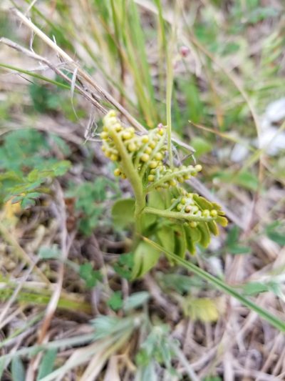 Botrychium tunux, photographed by Syd Cannings