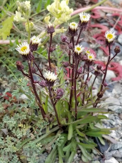 Erigeron nivalis, photographed by Syd Cannings