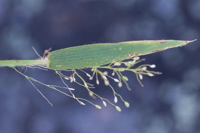 Dichanthelium implicatum, photographed by Owen Strickland