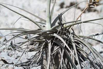 Tillandsia latifolia, photographed by capacoscar