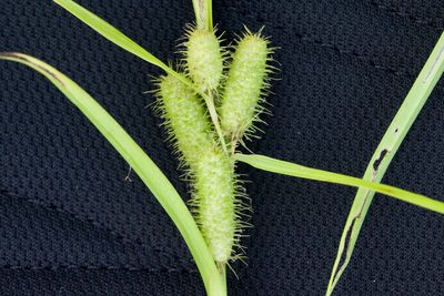 Carex frankii, photographed by Owen Strickland