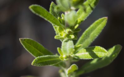 Crocanthemum bicknellii, photographed by aarongunnar