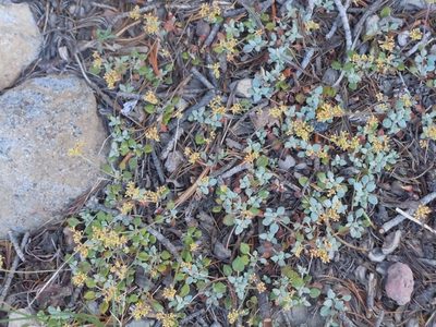 Eriogonum marifolium, photographed by Jim Dreier