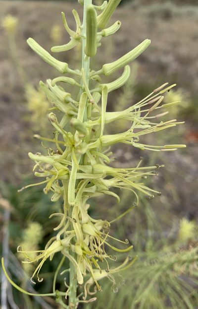 Stanleya viridiflora, photographed by mark-groeneveld