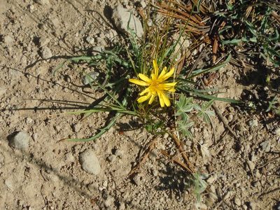 Agoseris parviflora, photographed by Jim Dreier