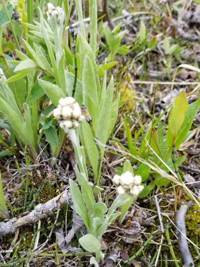 Antennaria pulcherrima, photographed by Syd Cannings