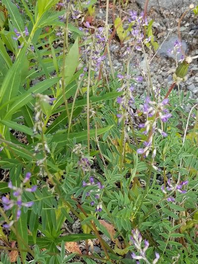 Astragalus eucosmus, photographed by Syd Cannings