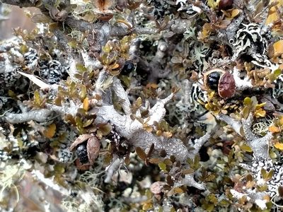 Pittosporum rigidum, photographed by John Barkla