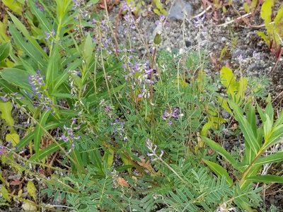 Astragalus eucosmus, photographed by Syd Cannings