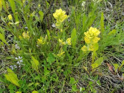 Castilleja unalaschcensis, photographed by Syd Cannings