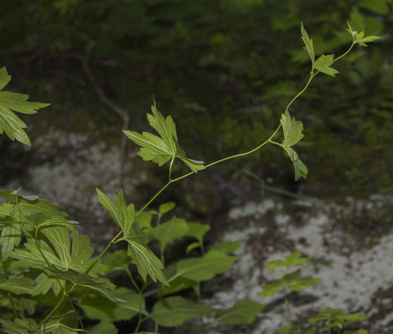 Aconitum noveboracense, photographed by aarongunnar
