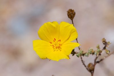 Balbisia microphylla, photographed by dhfischer