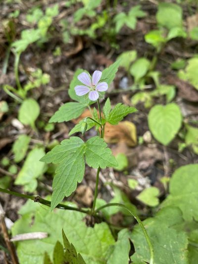 Geranium wilfordii, photographed by Nadezhda Bortnikova