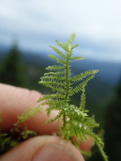 Heterocladiella procurrens, photographed by Randal