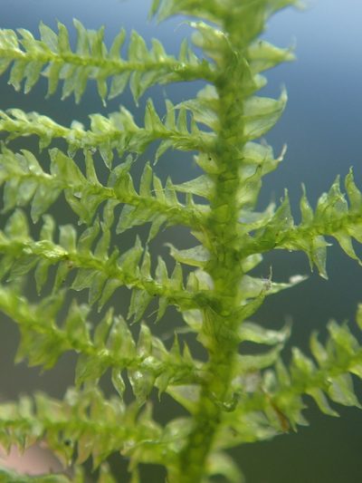Heterocladiella procurrens, photographed by Randal