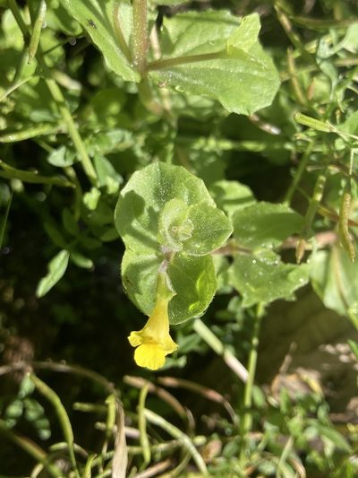 Erythranthe geyeri, photographed by Derek
