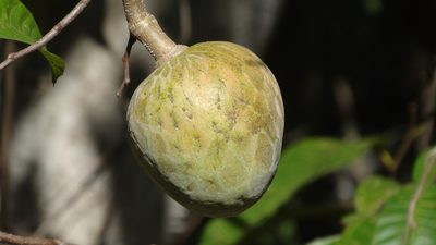 Annona reticulata, photographed by adel-fridus