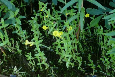 Gratiola lutea, photographed by Desiree L. Narango
