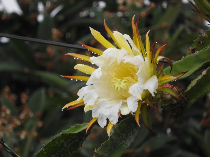 Selenicereus ocamponis, photographed by Victor De la Cruz