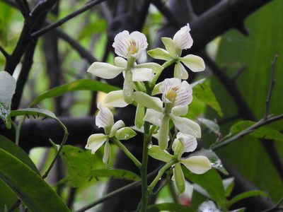 Prosthechea radiata, photographed by Victor De la Cruz