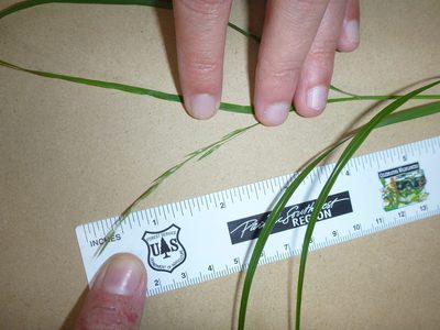 Melica subulata, photographed by lotusmorning