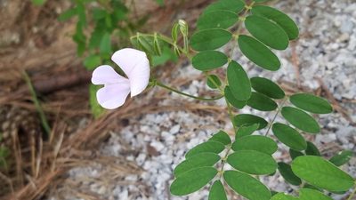 Tephrosia spicata, photographed by Leigha S