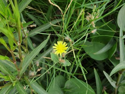 Launaea nudicaulis, photographed by Jacky Judas