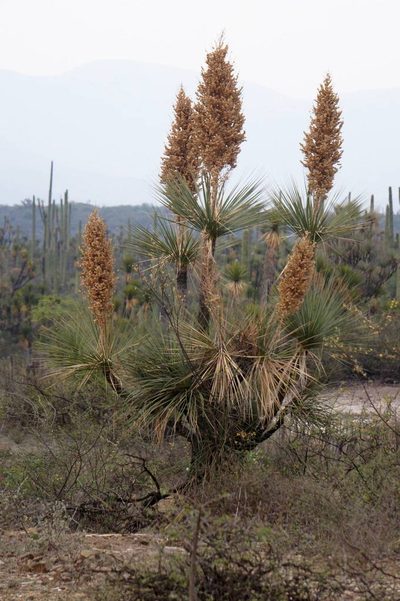 Beaucarnea gracilis, photographed by Juan Carlos Pérez Magaña
