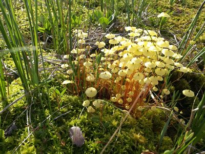 Splachnum luteum, photographed by Linda Yliniemi